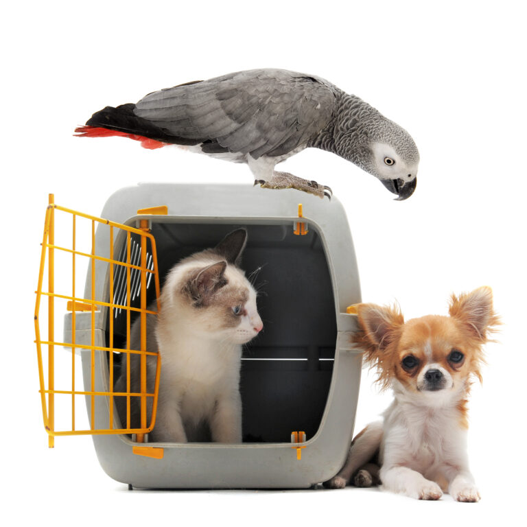 Pet Shipping